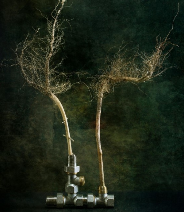 Atascos de agua causados por raíces