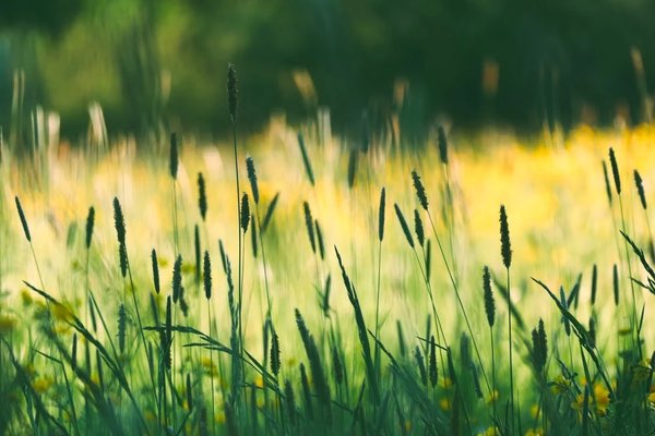 Temperaturas altas y el avance de las alergias